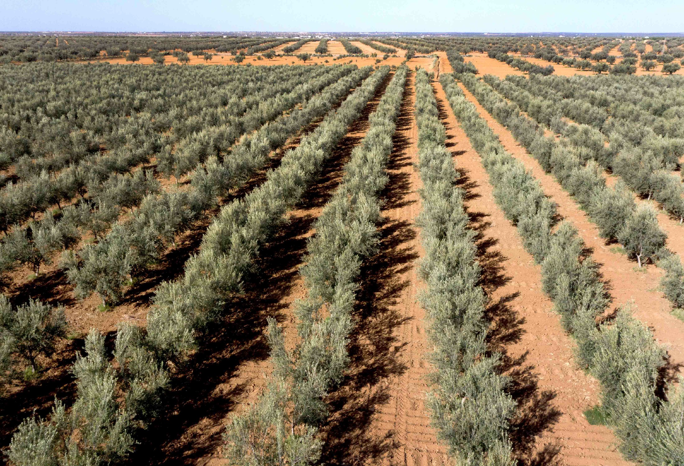 Systèmes d'irrigation en plein champ